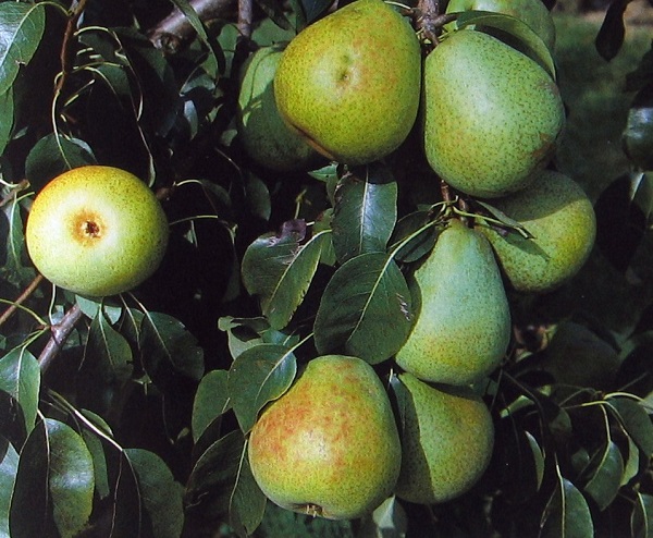 Obsthof Cordes - Fruchtfoto Doppelte Philipps